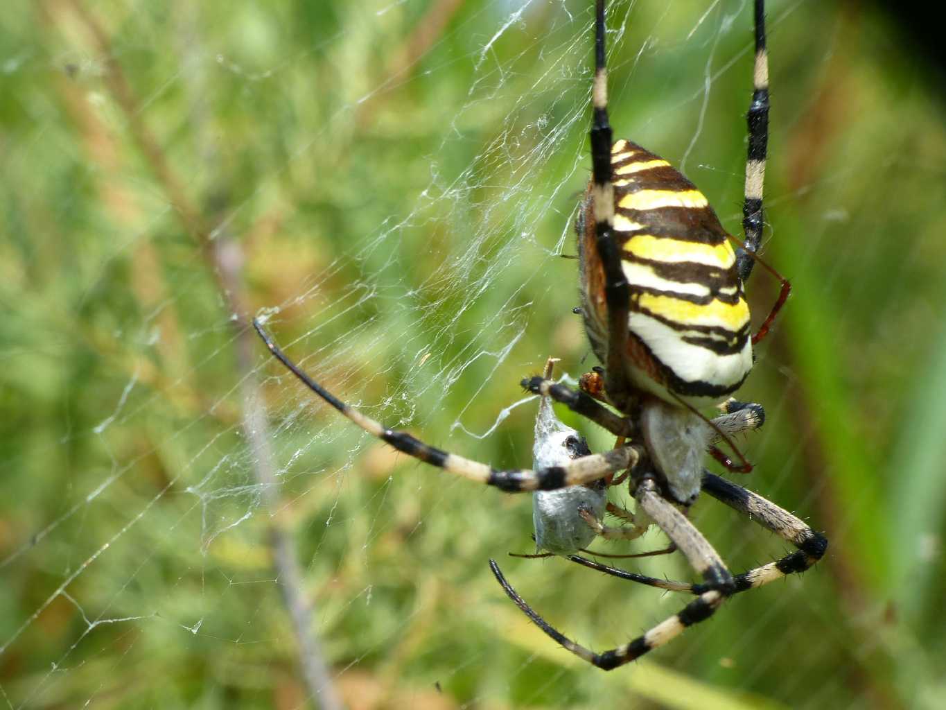 Argiope bruennichi: corteggiamento - S. Teresa G. (OT)